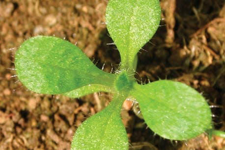 Mouse ear chickweed